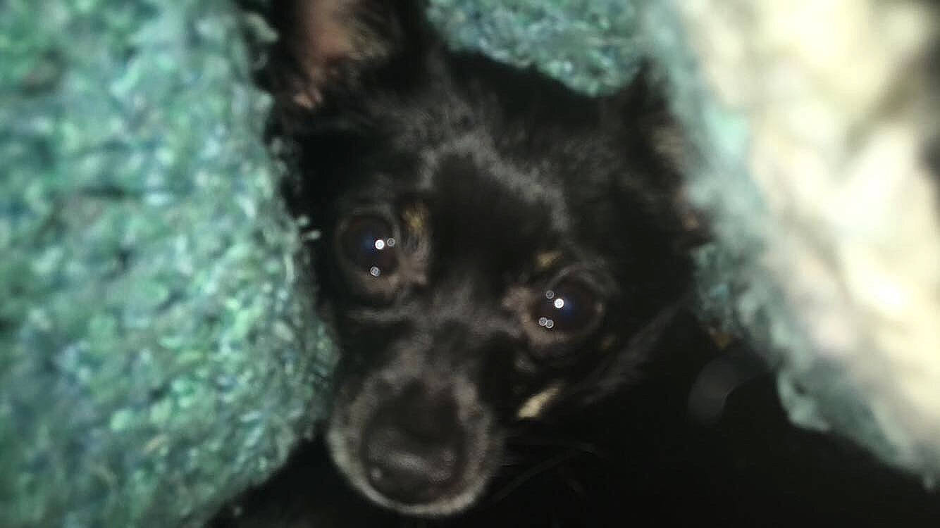 Patty is registered to the contest to win money with this photo: canidae, carnivore, chihuahua, companion_dog, dog, dog_breed, fur, mammal, non_sporting_group, puppy, russkiy_toy, snout, sporting_group, toy_dog, toy_fox_terrier, vertebrate, whiskers