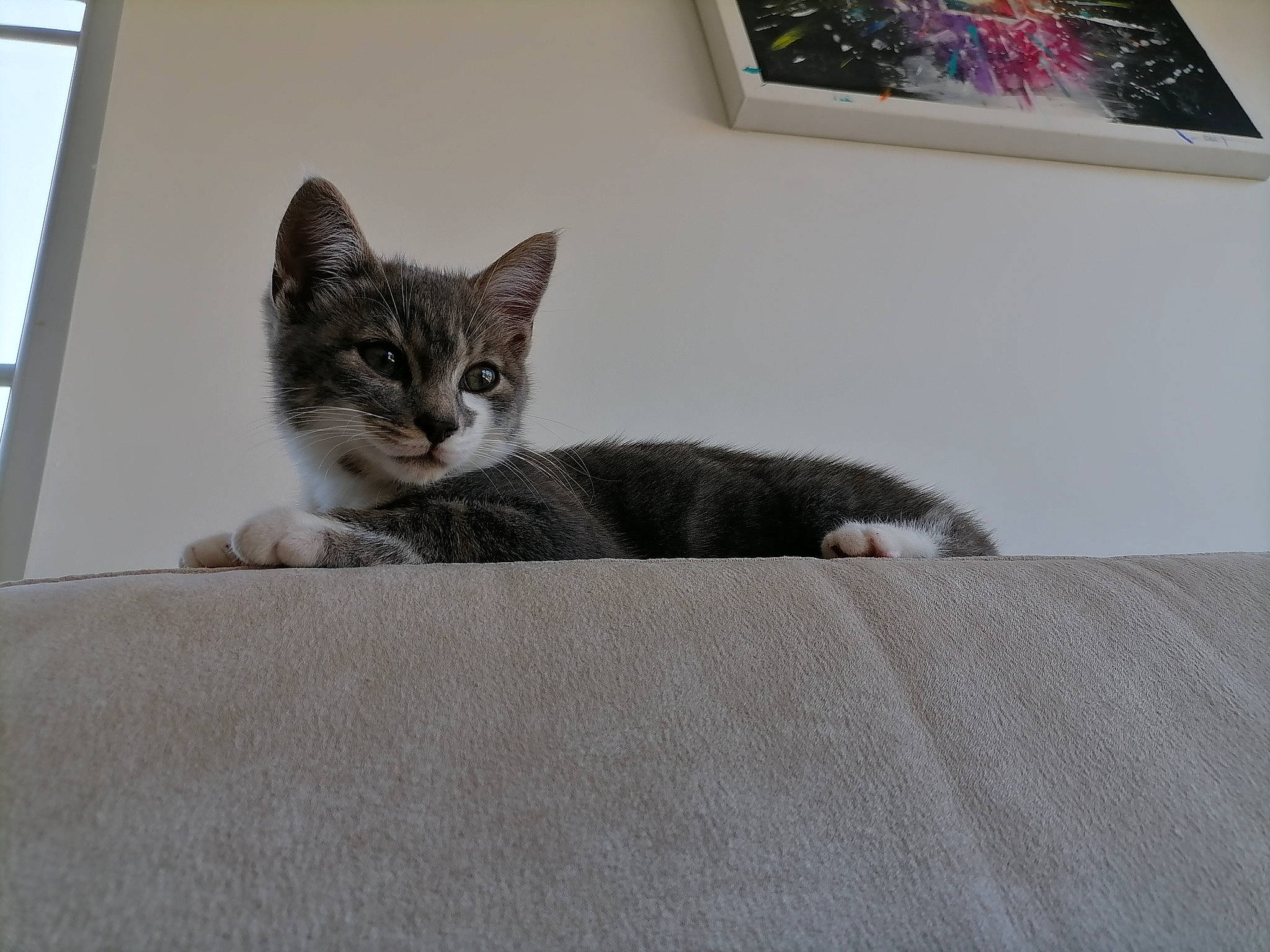 Hunter a rejoint le concours — aidez-le/la à gagner de superbes lots ! carnivore, cat, comfort, couch, domestic_short_haired_cat, felidae, fur, grey, hardwood, houseplant, linens, paw, picture_frame, plant, small_to_medium_sized_cats, tail, tree, whiskers, window, wood