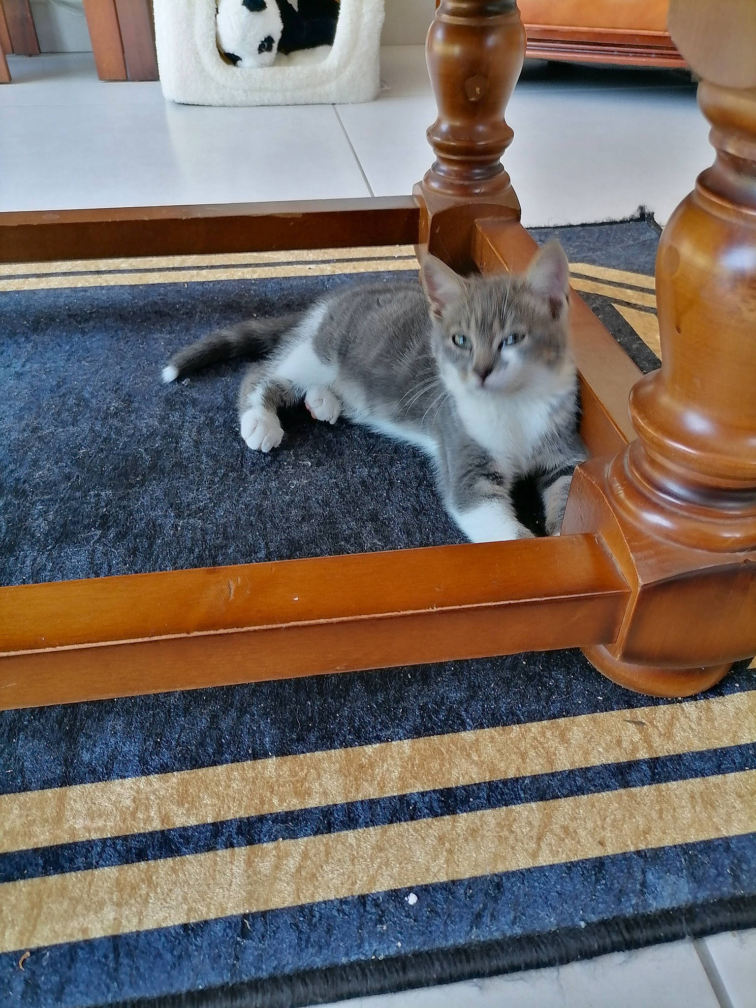 Hunter participe au concours pour gagner de l'argent avec cette photo : carnivore, cat, comfort, domestic_short_haired_cat, fawn, felidae, floor, flooring, grey, hardwood, human_leg, line, room, small_to_medium_sized_cats, stairs, tail, whiskers, white, wood, wood_stain