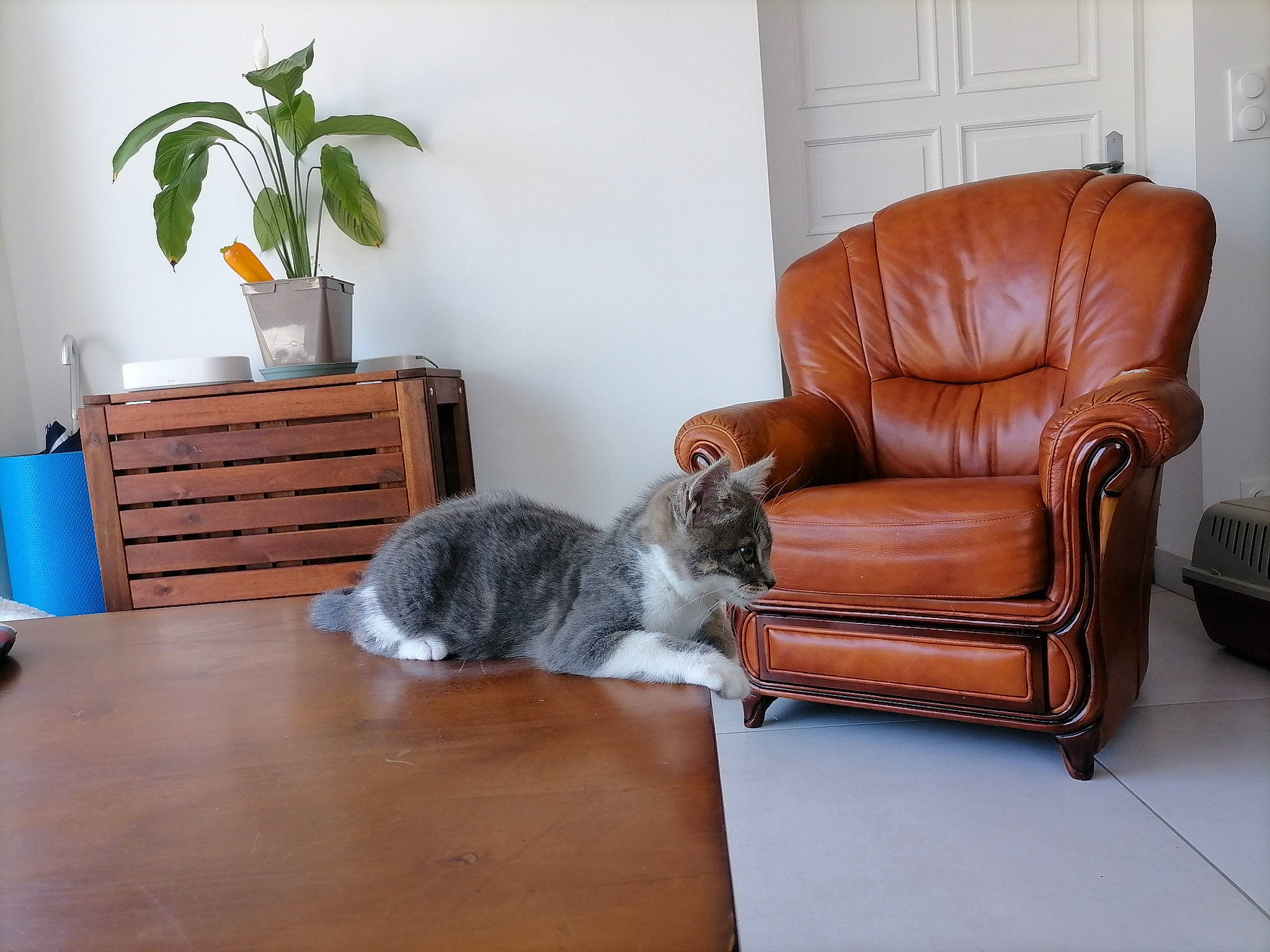 Hunter a rejoint le concours — aidez-le/la à gagner de superbes lots ! carnivore, cat, chair, comfort, couch, felidae, floor, flooring, furniture, grey, hardwood, house, houseplant, interior_design, living_room, plant, studio_couch, table, whiskers, wood