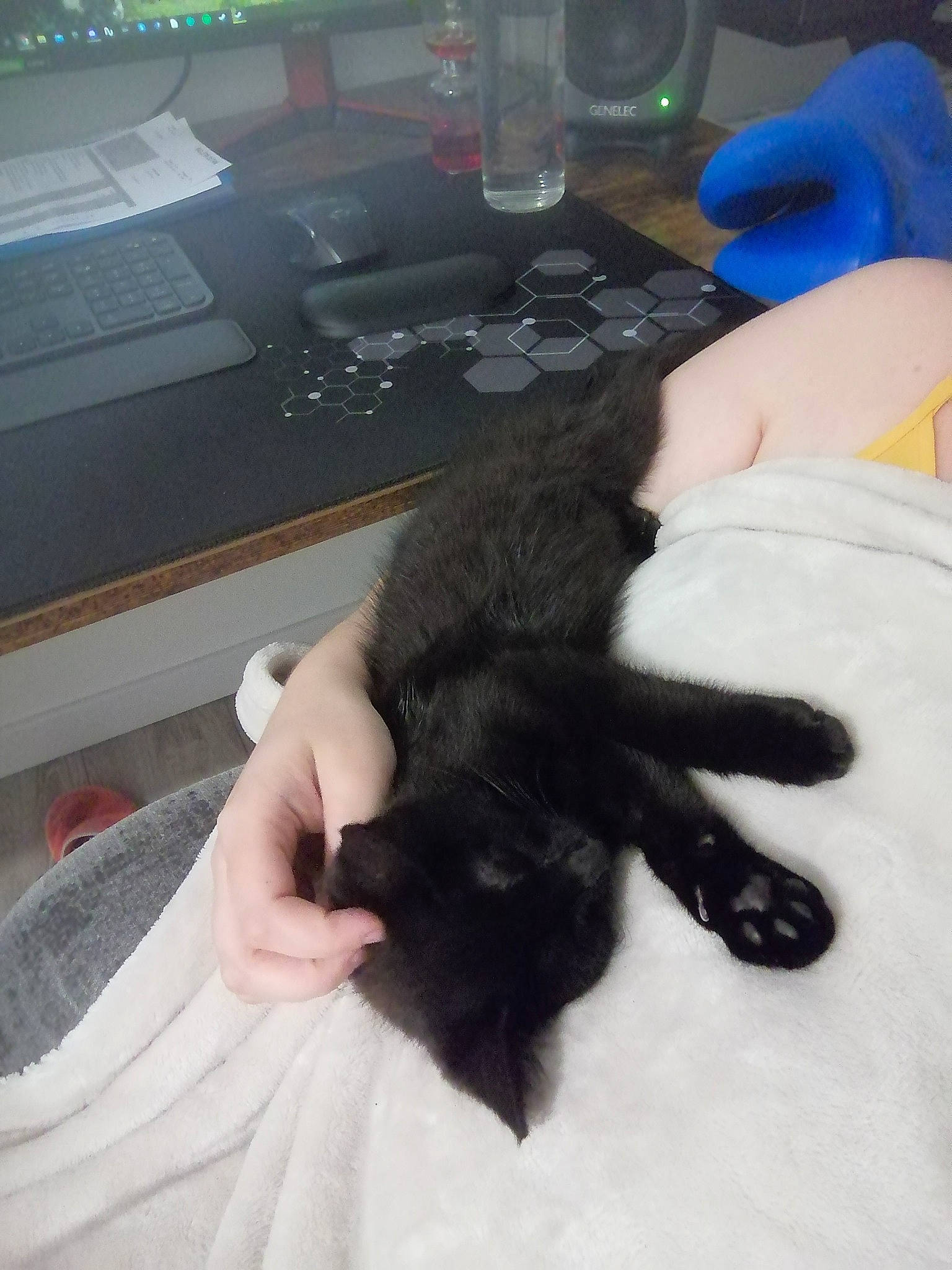 Witch a rejoint le concours — aidez-le/la à gagner de superbes lots ! arm, carnivore, cat, comfort, companion_dog, computer_keyboard, dog_breed, felidae, finger, fur, gesture, glove, hand, lap, nail, small_to_medium_sized_cats, tail, thumb, whiskers, wrist