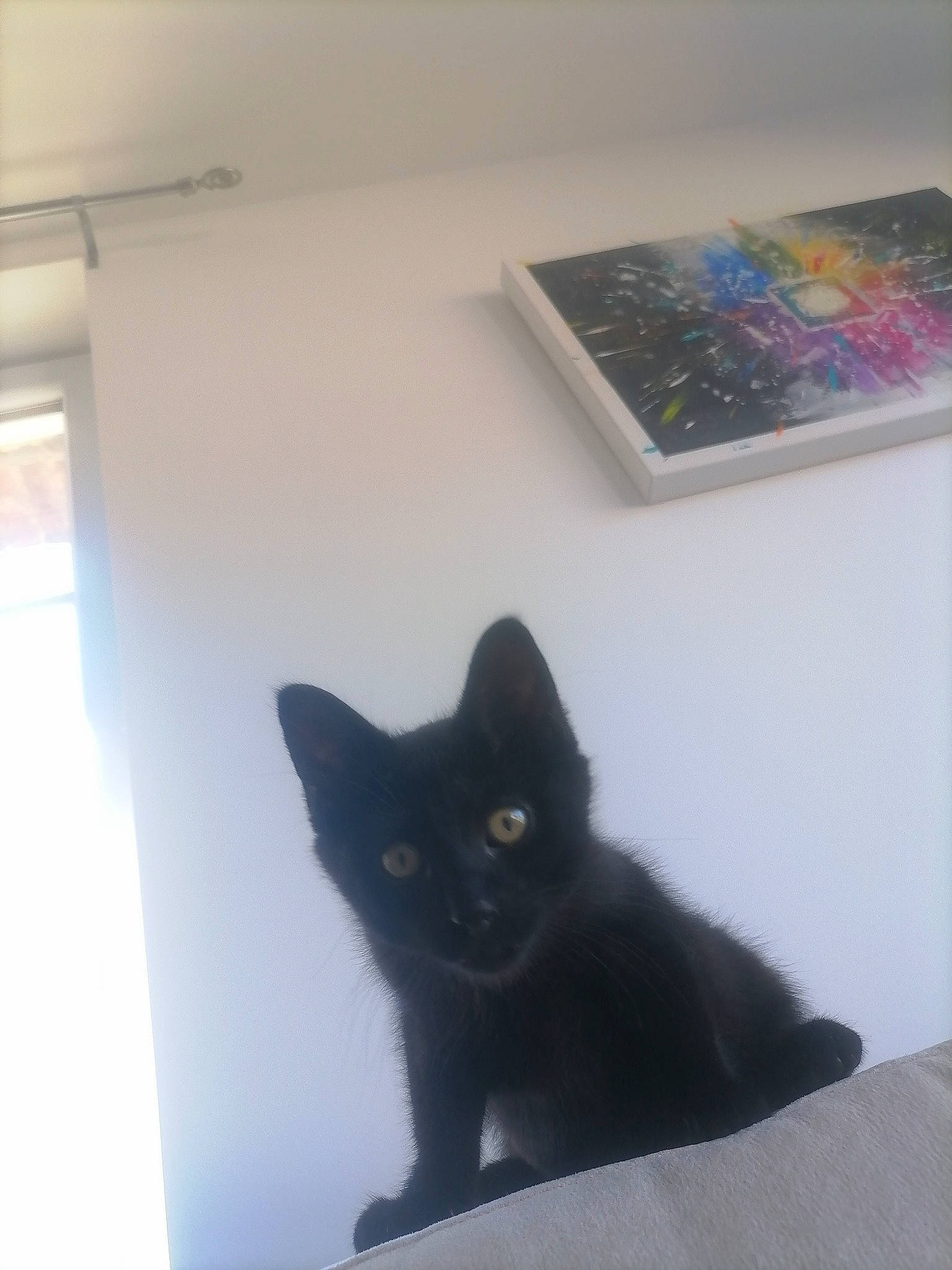 Witch participe au concours pour gagner de l'argent avec cette photo : black_cat, bombay, carnivore, cat, domestic_short_haired_cat, felidae, floor, flooring, fur, grey, hardwood, linens, room, small_to_medium_sized_cats, snout, tail, whiskers, window, wood