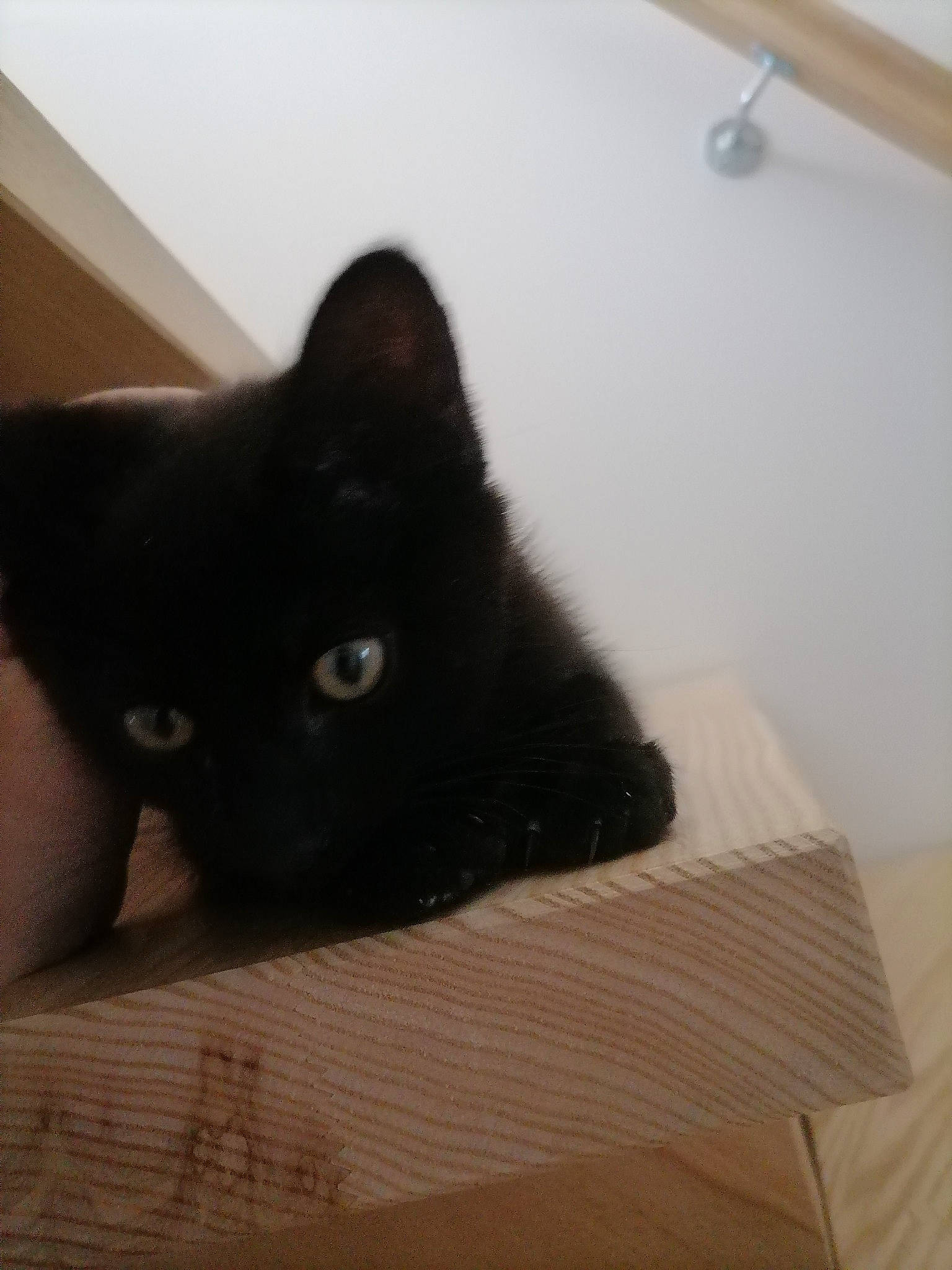 Witch participe au concours pour gagner de l'argent avec cette photo : black_cat, bombay, carnivore, cat, comfort, domestic_short_haired_cat, felidae, flooring, fur, hardwood, korat, linens, room, small_to_medium_sized_cats, snout, tail, whiskers, wood