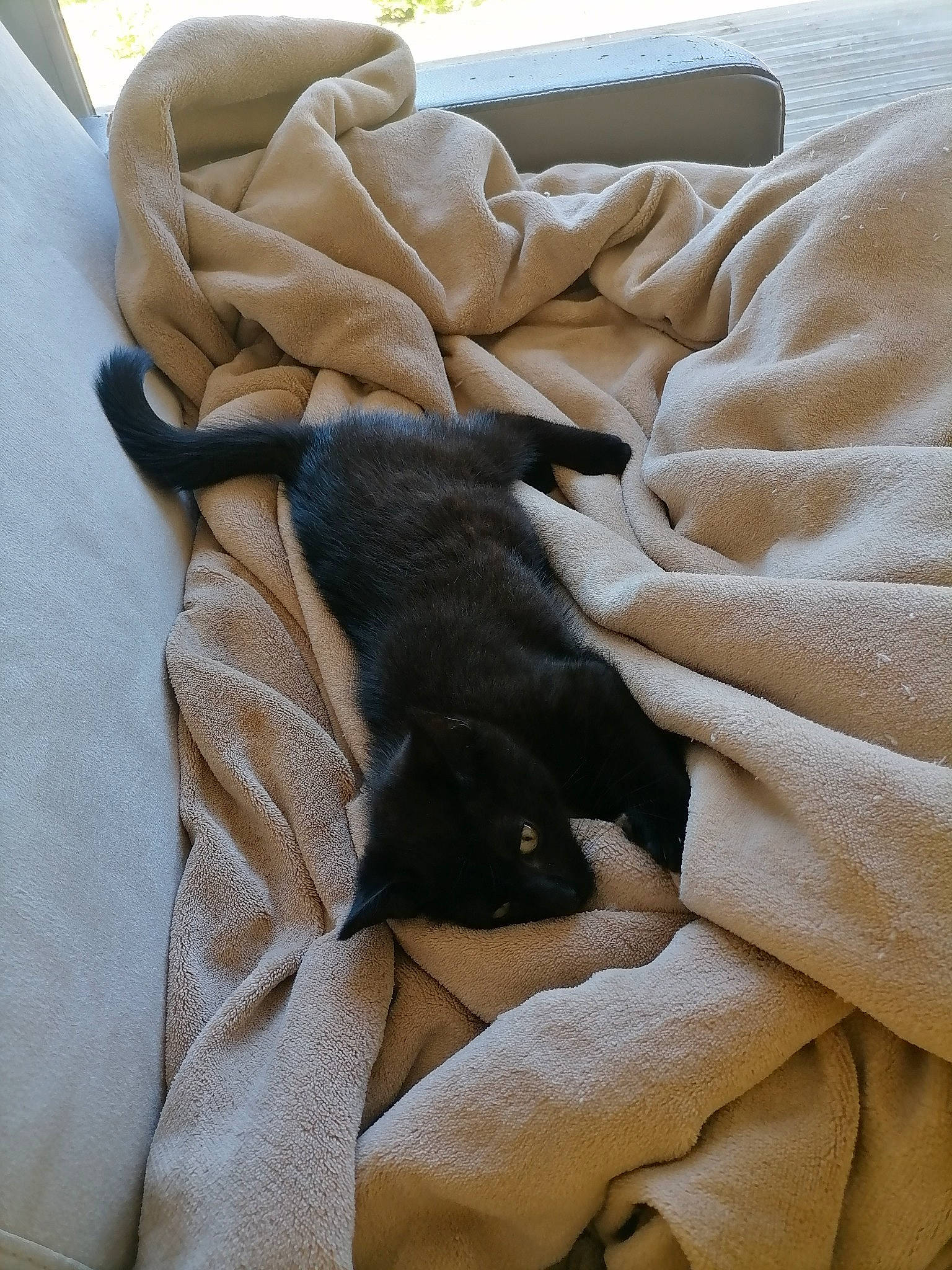 Witch a rejoint le concours — aidez-le/la à gagner de superbes lots ! beige, brown, canidae, carnivore, comfort, companion_dog, dog, dog_breed, fawn, felidae, fur, grey, linens, pattern, small_to_medium_sized_cats, sporting_group, textile, tints_and_shades, vertebrate, working_animal