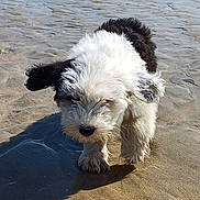 Atlan a rejoint le concours — aidez-le/la à gagner de superbes lots ! animal, beach, black_and_white, canine, curious, dog, fur, nature, outdoor, pet, playful, puppy, sand, sea, shore, sunlight, water, waves, wet, young