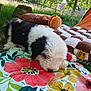 Atlan participe au concours pour gagner de l'argent avec cette photo : black_and_white, blanket, colorful, cute, dog_toy, flower_pattern, grass, nature, outdoor, pet, playful, plush_toy, puppy, relaxing, resting, shade, sleeping, soft, summer, tree