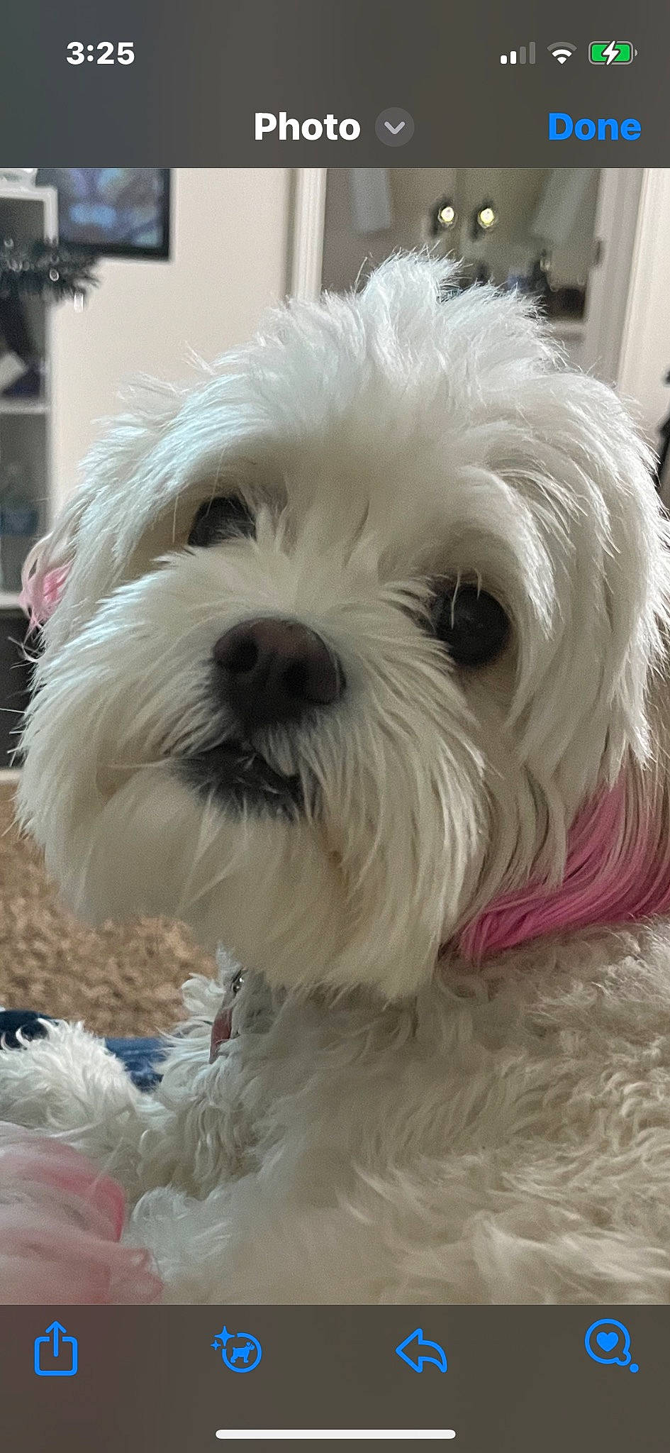 Abby is registered to the contest to win money with this photo: biewer_terrier, canidae, carnivore, companion_dog, dog, dog_breed, dog_collar, fur, maltepoo, puppy, puppy_love, shih_poo, small_terrier, snout, sporting_group, terrier, toy_dog, water_dog, working_animal, yorkipoo