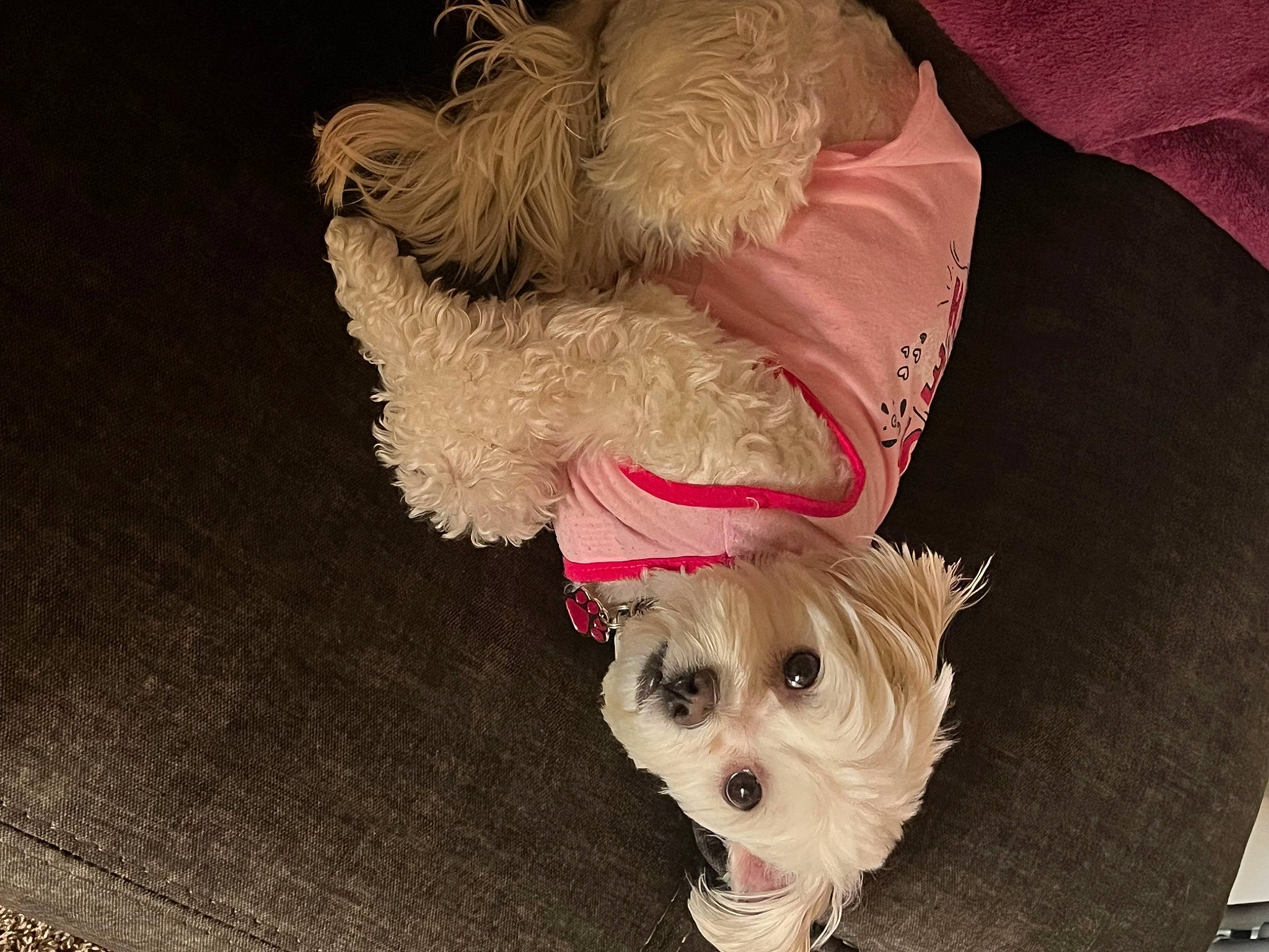 Abby is registered to the contest to win money with this photo: canidae, carnivore, companion_dog, dog, dog_breed, dog_clothes, dog_supply, fawn, fur, maltepoo, mammal, pet_supply, small_terrier, snout, sporting_group, stuffed_toy, terrier, toy, toy_dog, working_animal