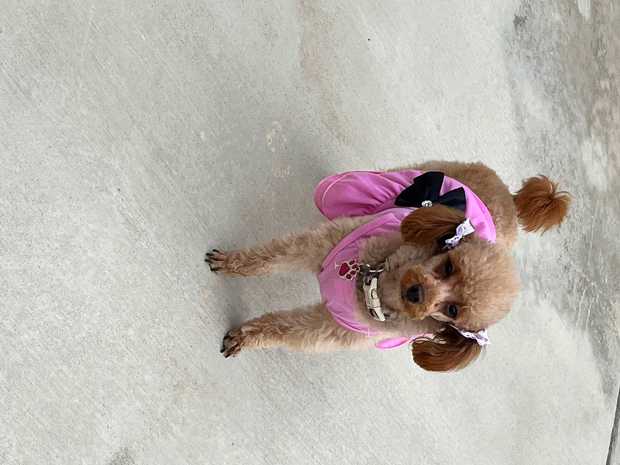 Lola joined the competition — help win amazing prizes! canidae, carnivore, companion_dog, dog, dog_breed, dog_supply, fawn, fur, liver, magenta, natural_material, pet_supply, recreation, snout, sporting_group, tail, toy, wood, working_animal