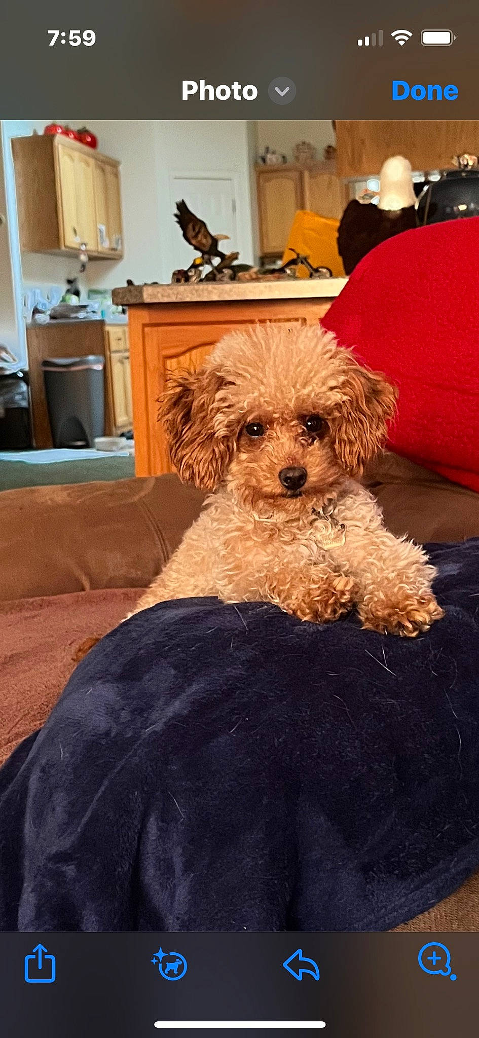 Lola joined the competition — help win amazing prizes! cabinetry, carnivore, chair, chest_of_drawers, comfort, companion_dog, couch, dog, dog_breed, dog_supply, drawer, fawn, flooring, furniture, hardwood, living_room, small_terrier, terrier, toy_dog, wood