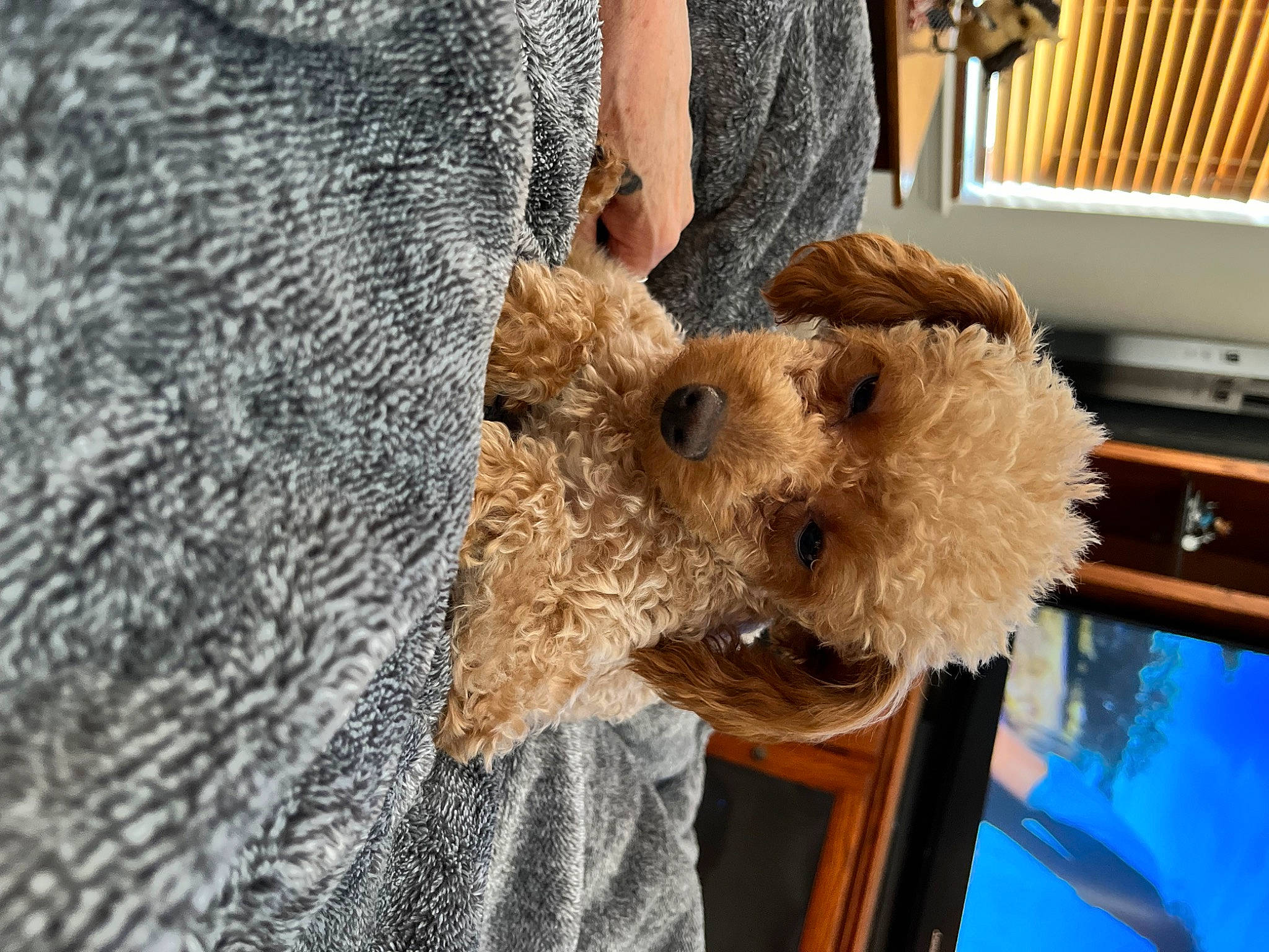 Lola joined the competition — help win amazing prizes! airedale_terrier, canidae, carnivore, companion_dog, dog_breed, fawn, fur, hat, kitchen_appliance, natural_material, pattern, sporting_group, stuffed_toy, sunglasses, teddy_bear, terrier, textile, toy, trunk, wood
