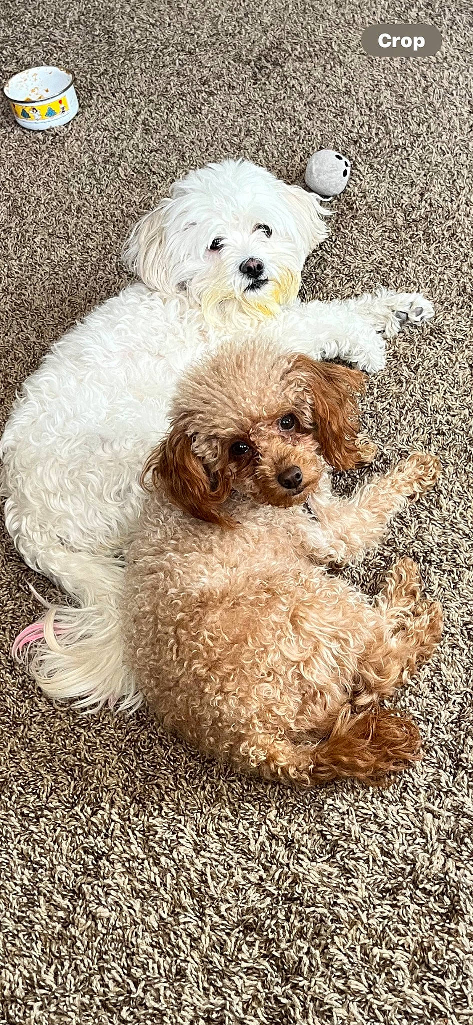 Lola is registered to the contest to win money with this photo: canidae, carnivore, companion_dog, dog, dog_breed, dog_collar, dog_supply, fur, labradoodle, maltepoo, non_sporting_group, shih_poo, small_terrier, snout, sporting_group, terrier, toy_dog, water_dog, working_animal, yorkipoo