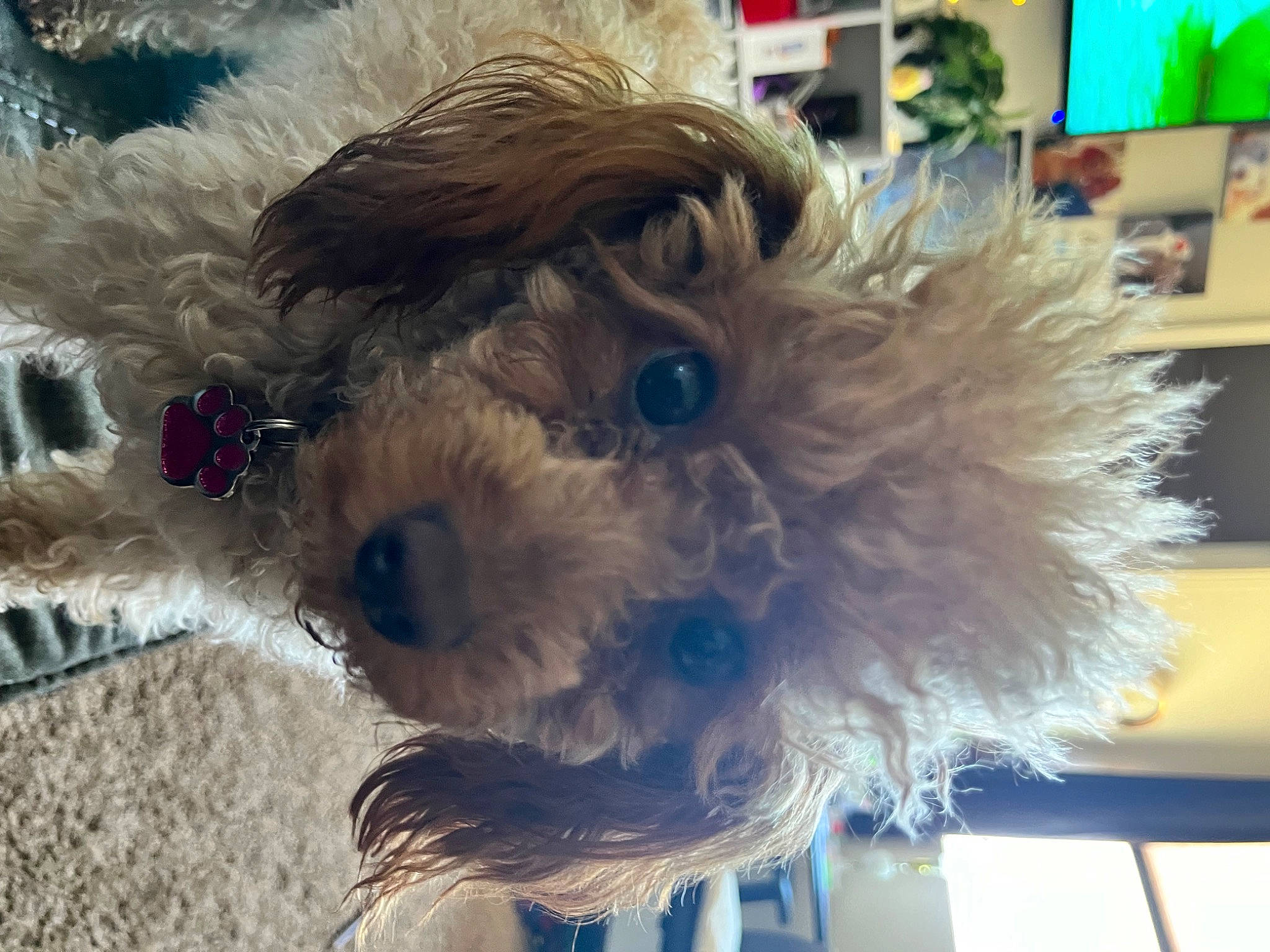 Lola is registered to the contest to win money with this photo: carnivore, companion_dog, dog, dog_breed, dog_clothes, dog_collar, dog_supply, eyewear, fur, goggles, poodle, shelf, small_terrier, snout, sporting_group, sunglasses, television, toy, toy_dog, working_animal