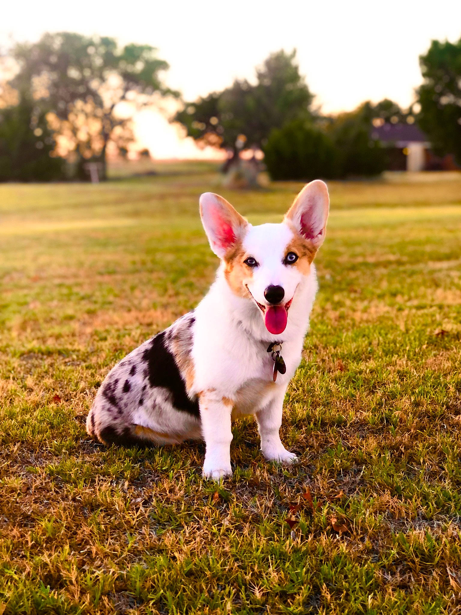 Daisy is registered to the contest to win money with this photo: canidae, carnivore, companion_dog, dog, dog_breed, fawn, grass, grassland, happy, mammal, pasture, people_in_nature, plant, sky, snout, sporting_group, tail, terrier, tree, working_animal