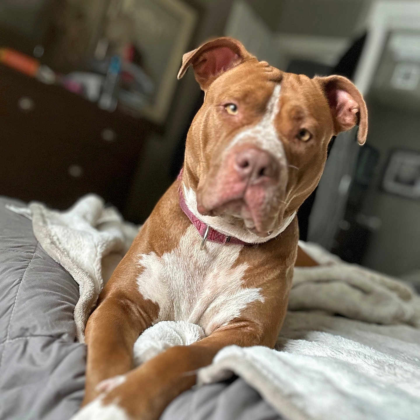Lucy joined the competition — help win amazing prizes! animal, bed, blanket, brown, canine, collar, cozy, dog, ears, fur, furniture, indoor, laying_down, nose, paw, pet, portrait, quilt, relaxed, white