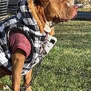 Lucy joined the competition — help win amazing prizes! dog, pet, animal, outdoor, grass, jacket, fur_hood, canine, brown_dog, shirt, chain, leash, side_view, park, sunlight, fence, residential_area, dog_wear, portrait, daytime