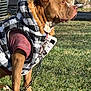 dog, pet, animal, outdoor, grass, jacket, fur_hood, canine, brown_dog, shirt, chain, leash, side_view, park, sunlight, fence, residential_area, dog_wear, portrait, daytime