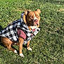 Lucy is registered to the contest to win money with this photo: dog, grass, outdoor, pet, canine, jacket, clothing, fur, brown, white, sitting, sunlight, leash, nature, animal, portrait, winter, fashion, cute, park