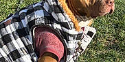 Lucy is registered to the contest to win money with this photo: dog, pet, grass, outdoor, jacket, clothing, canine, brown_dog, fur, sunlight, sitting, leash, fashion, hood, checkered_pattern, animal, muzzle, ears, paw, portrait