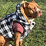 dog, pet, grass, outdoor, jacket, clothing, canine, brown_dog, fur, sunlight, sitting, leash, fashion, hood, checkered_pattern, animal, muzzle, ears, paw, portrait