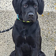 Zara is registered to the contest to win money with this photo: dog, puppy, black_labrador, sitting, leash, collar, concrete_wall, pavement, outdoor, pet, animal, young_dog, canine, waiting, closeup, front_view, ears, paws, beach, calm