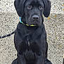 dog, puppy, black_labrador, sitting, leash, collar, concrete_wall, pavement, outdoor, pet, animal, young_dog, canine, waiting, closeup, front_view, ears, paws, beach, calm