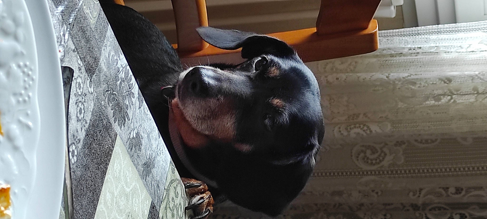 Isa participe au concours pour gagner de l'argent avec cette photo : canidae, carnivore, chair, comfort, companion_dog, dog, dog_breed, fawn, flooring, fur, guard_dog, hardwood, nap, non_sporting_group, paw, terrestrial_animal, whiskers, wood, working_animal, working_dog