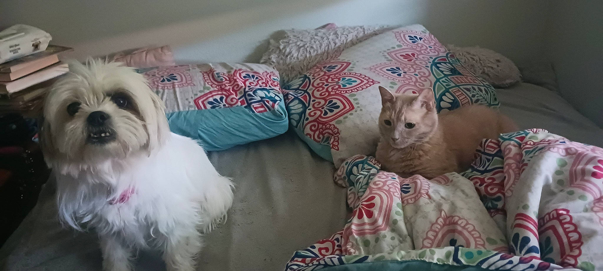 Bella is registered to the contest to win money with this photo: bed, bedding, carnivore, cat, comfort, companion_dog, couch, dog, dog_breed, domestic_short_haired_cat, fawn, felidae, fur, linens, liver, shih_tzu, small_to_medium_sized_cats, toy_dog, whiskers, working_animal