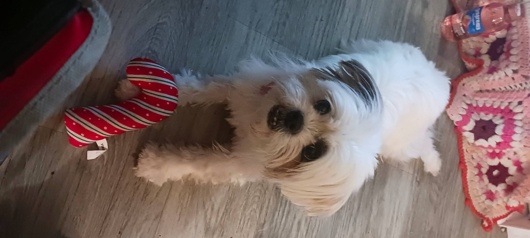 Bella is registered to the contest to win money with this photo: biewer_terrier, canidae, carnivore, companion_dog, dog, dog_breed, dog_supply, fawn, flooring, fur, hardwood, mal_shi, maltepoo, small_terrier, snout, sporting_group, terrier, toy_dog, wood, working_animal