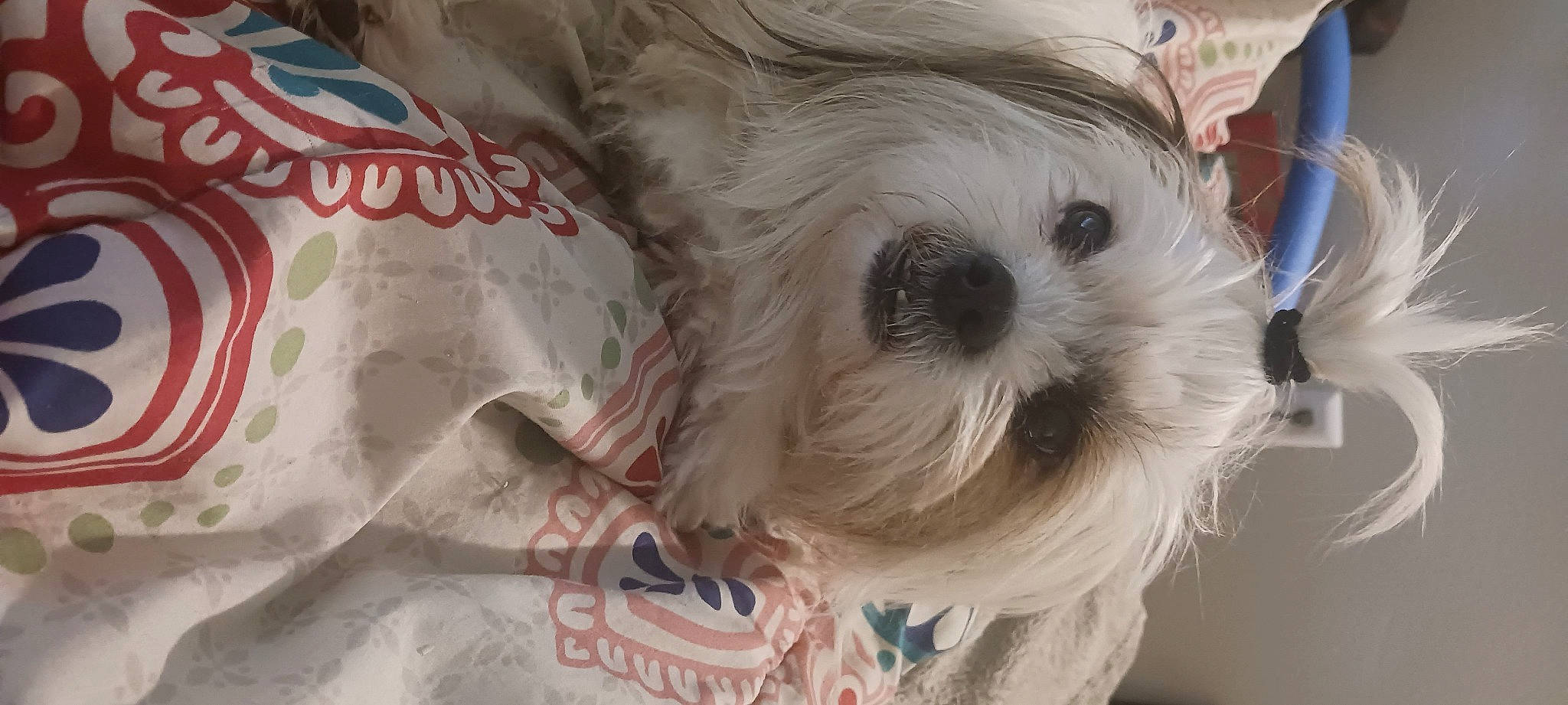 Bella joined the competition — help win amazing prizes! bichon, canidae, carnivore, companion_dog, dog, dog_breed, fur, mal_shi, maltepoo, non_sporting_group, poodle_crossbreed, puppy_love, shih_poo, small_terrier, snout, sporting_group, terrier, toy_dog, whiskers, working_animal