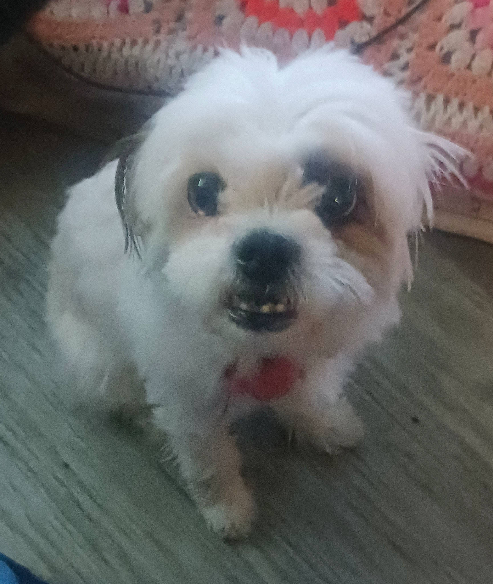 Bella joined the competition — help win amazing prizes! canidae, carnivore, companion_dog, dog, dog_breed, fur, hardwood, mal_shi, maltepoo, non_sporting_group, poodle_crossbreed, puppy_love, shih_poo, small_terrier, snout, sporting_group, terrier, toy_dog, wood, working_animal