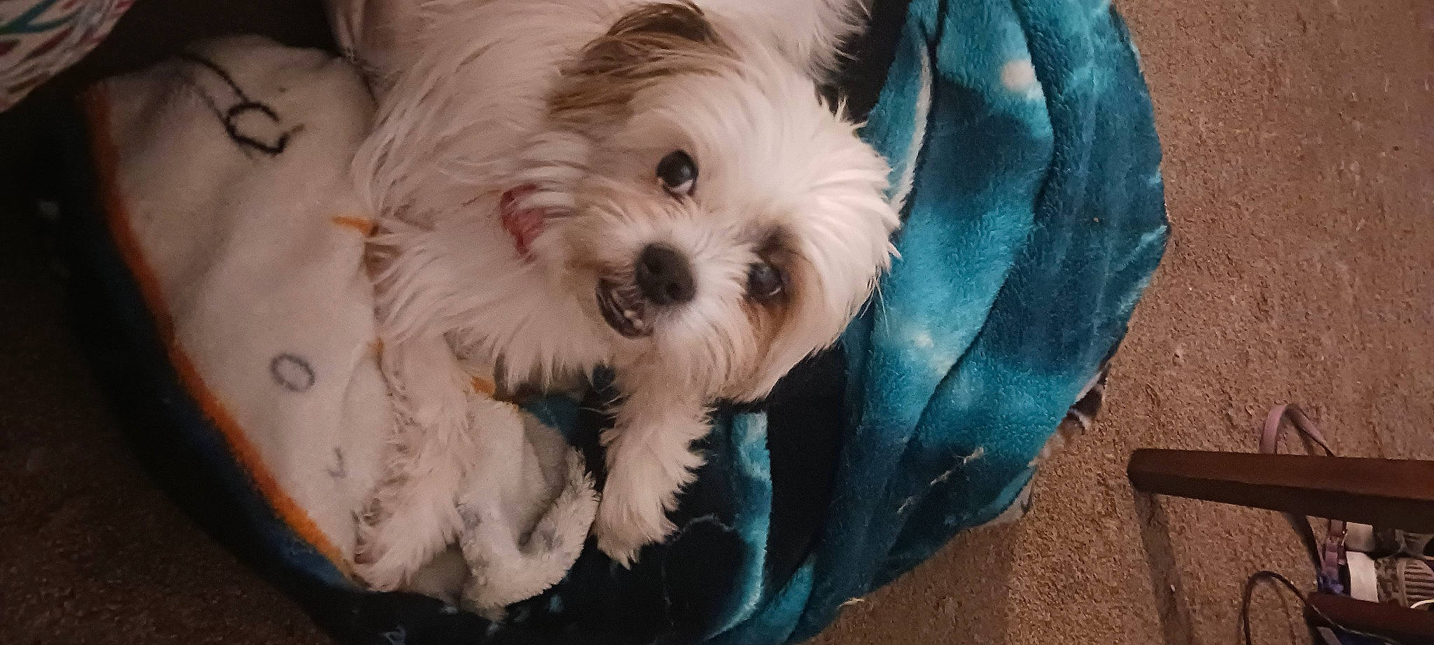 Bella is registered to the contest to win money with this photo: canidae, carnivore, companion_dog, dog, dog_breed, dog_supply, fur, maltepoo, non_sporting_group, plant, puppy, shih_poo, small_terrier, snout, sporting_group, terrestrial_animal, terrier, toy_dog, working_animal, yorkipoo