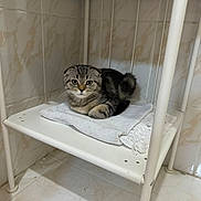 Mars is registered to the contest to win money with this photo: kitten, cat, scottish_fold, towel, white_shelf, indoor, pet, animal, fur, cute, small, resting, floor_tiles, wall_tiles, curious, ears, paw, sitting, striped, tabby