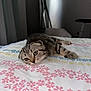 kitten, cat, scottish_fold, bed, floral_sheet, indoor, pet, animal, cute, resting, lying_down, soft_light, feline, young_cat, striped, whiskers, paws, ears, domestic_cat, cozy