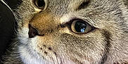 Mars is registered to the contest to win money with this photo: cat, tabby, close_up, pet, animal, fur, whiskers, eye, face, hand, resting, cozy, domestic, cute, indoor, mammal, feline, soft, portrait, calm