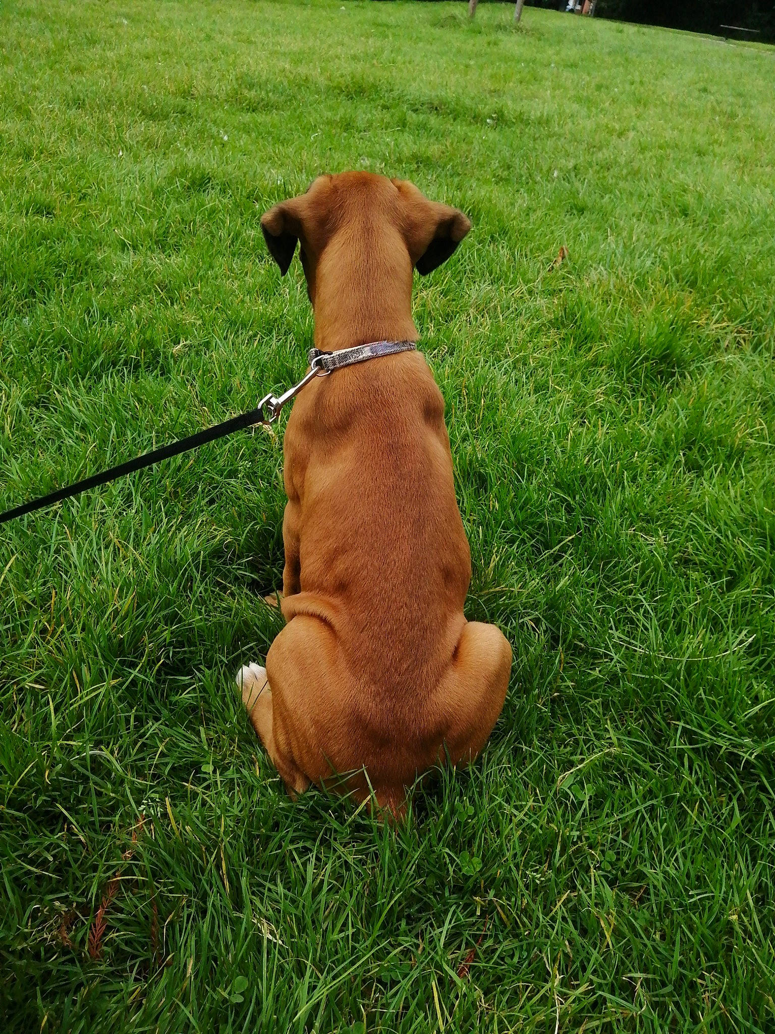 Urus participe au concours pour gagner de l'argent avec cette photo : canidae, carnivore, collar, companion_dog, dog, dog_breed, dog_collar, dog_supply, fawn, grass, grass_family, grassland, groundcover, leash, liver, pasture, pet_supply, snout, tail, working_animal