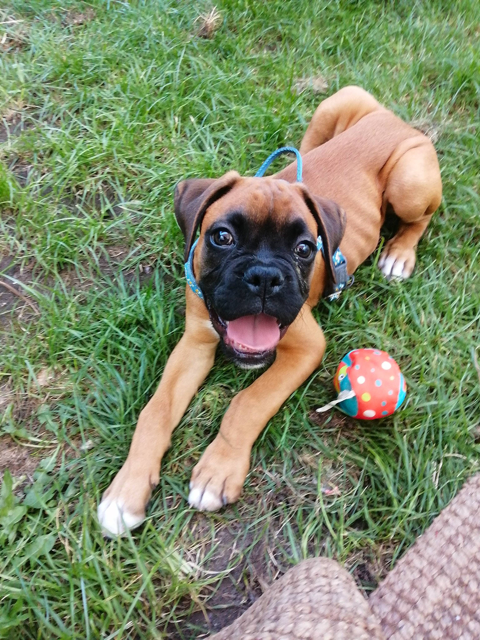 Urus a rejoint le concours — aidez-le/la à gagner de superbes lots ! ancient_dog_breeds, ball, boxer, canidae, carnivore, companion_dog, dog, dog_breed, fawn, grass, groundcover, molosser, plant, snout, sporting_group, sports_equipment, toy_dog, working_animal, working_dog, wrinkle