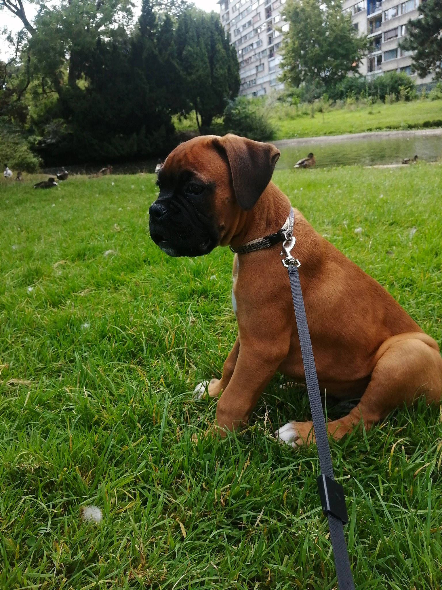 Urus participe au concours pour gagner de l'argent avec cette photo : boxer, building, canidae, carnivore, collar, companion_dog, dog, dog_breed, dog_collar, dog_supply, fawn, grass, liver, pet_supply, plant, sky, snout, sporting_group, tree, working_animal