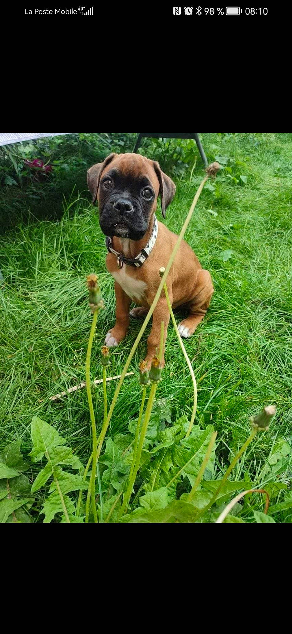 Urus a rejoint le concours — aidez-le/la à gagner de superbes lots ! boxer, canidae, carnivore, collar, companion_dog, dog, dog_breed, dog_collar, fawn, grass, groundcover, liver, molosser, pet_supply, plant, snout, sporting_group, terrestrial_animal, working_animal, wrinkle