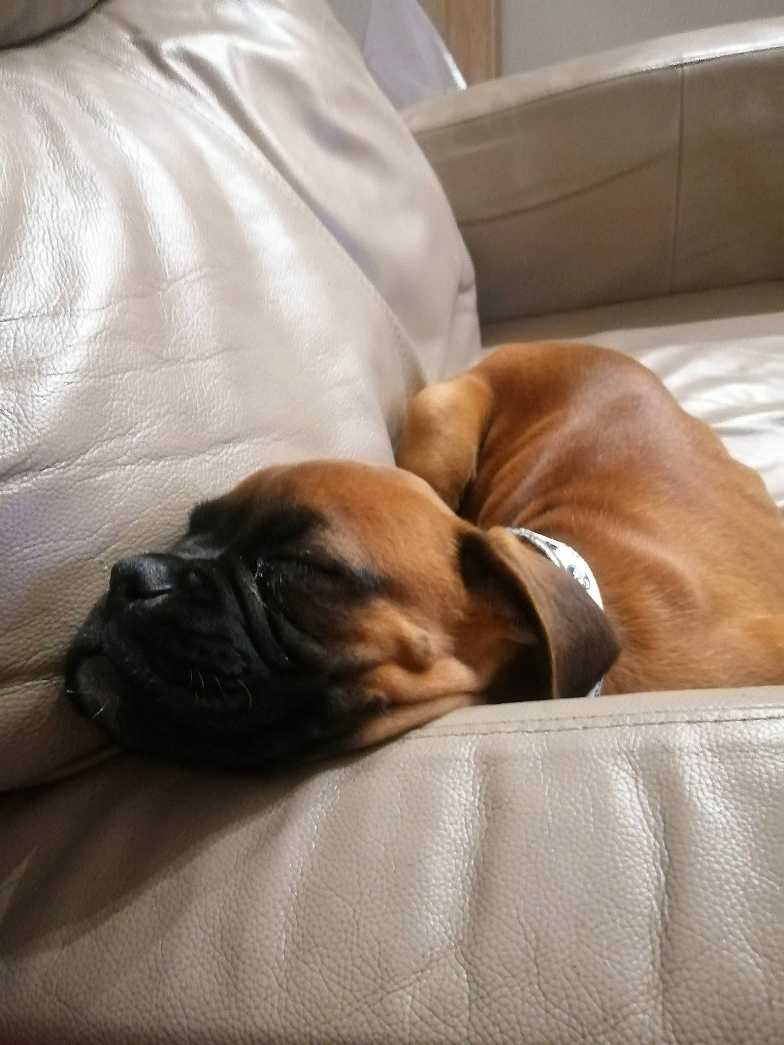 Urus participe au concours pour gagner de l'argent avec cette photo : brown, canidae, carnivore, comfort, companion_dog, dog, dog_breed, fawn, flooring, fur, hardwood, linens, liver, mammal, snout, sporting_group, toy_dog, wood, working_animal, wrinkle