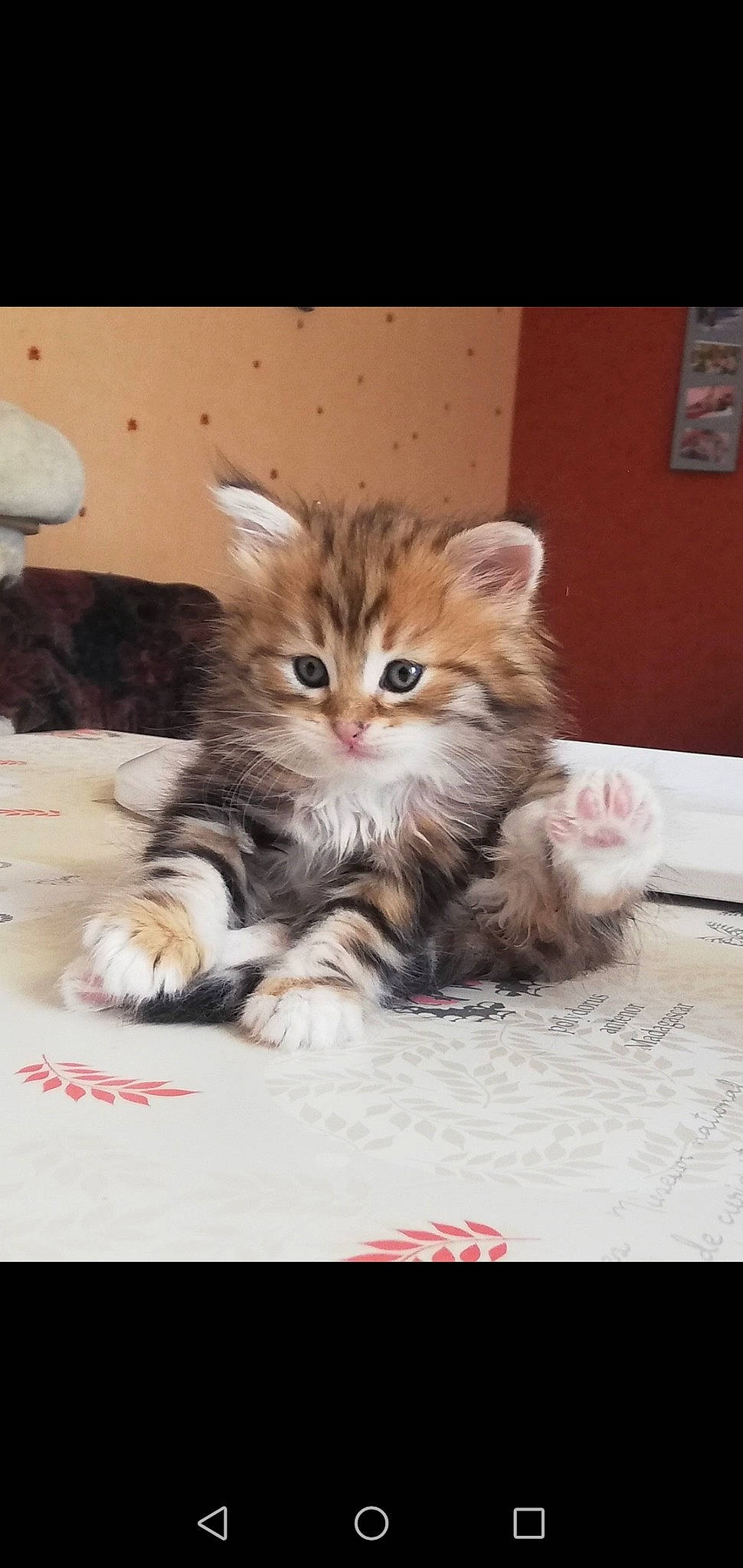 Patapon participe au concours pour gagner de l'argent avec cette photo : american_curl, asian, carnivore, cat, claw, european_shorthair, felidae, kitten, kurilian_bobtail, maine_coon, mammal, munchkin, norwegian_forest_cat, pixie_bob, ragamuffin, siberian, small_to_medium_sized_cats, tabby_cat, vertebrate, whiskers