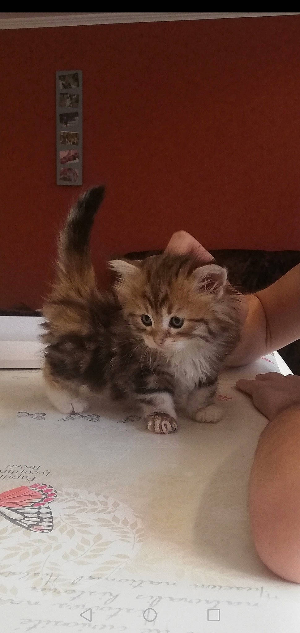 Patapon a rejoint le concours — aidez-le/la à gagner de superbes lots ! asian, british_longhair, british_semi_longhair, carnivore, cat, domestic_long_haired_cat, felidae, kitten, maine_coon, mammal, munchkin, napoleon_cat, norwegian_forest_cat, persian, pixie_bob, ragamuffin, siberian, small_to_medium_sized_cats, vertebrate, whiskers