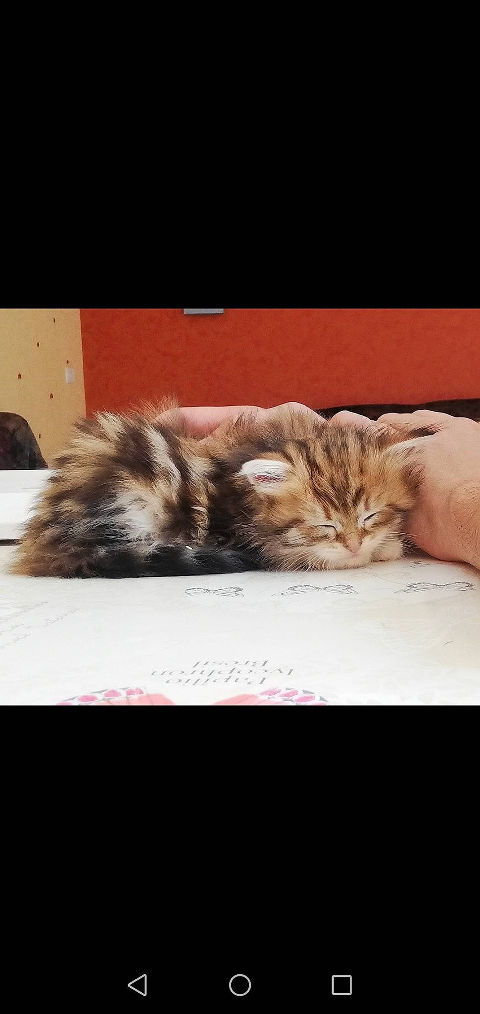 Patapon participe au concours pour gagner de l'argent avec cette photo : asian, carnivore, cat, domestic_long_haired_cat, ear, european_shorthair, eye, fawn, felidae, fur, kitten, maine_coon, mammal, nap, norwegian_forest_cat, paw, photo_caption, small_to_medium_sized_cats, tabby_cat, whiskers