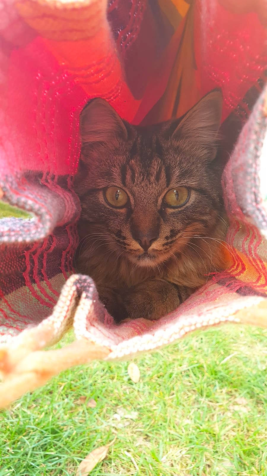 Kira a rejoint le concours — aidez-le/la à gagner de superbes lots ! carnivore, cat, domestic_short_haired_cat, felidae, grass, small_to_medium_sized_cats, whiskers