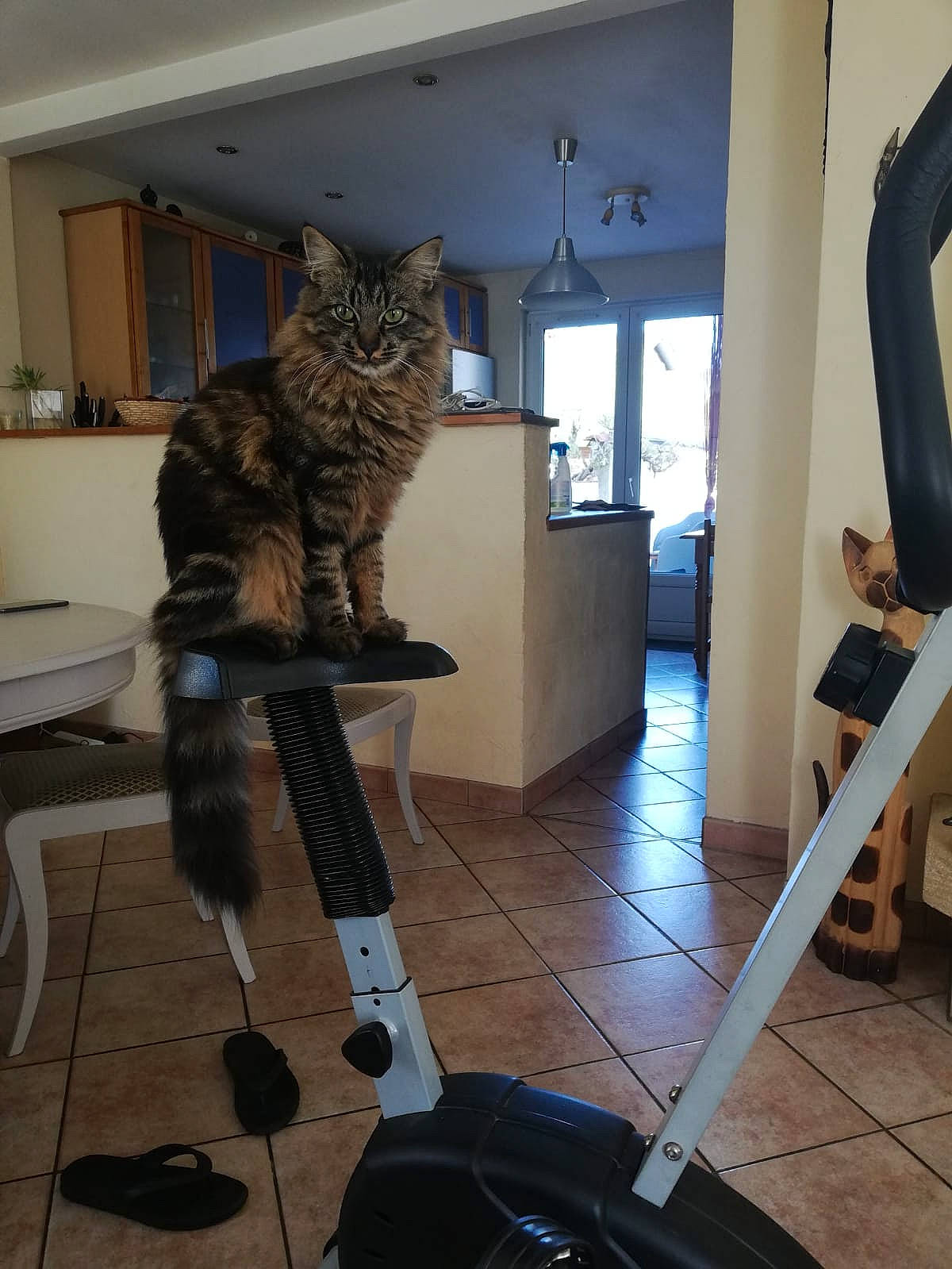 Kira a rejoint le concours — aidez-le/la à gagner de superbes lots ! carnivore, cat, domestic_short_haired_cat, egyptian_mau, european_shorthair, felidae, savannah, small_to_medium_sized_cats