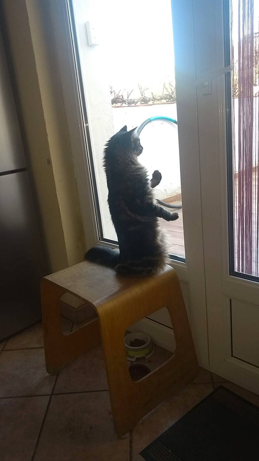 Kira a rejoint le concours — aidez-le/la à gagner de superbes lots ! carnivore, cat, felidae, room, small_to_medium_sized_cats, tail, window