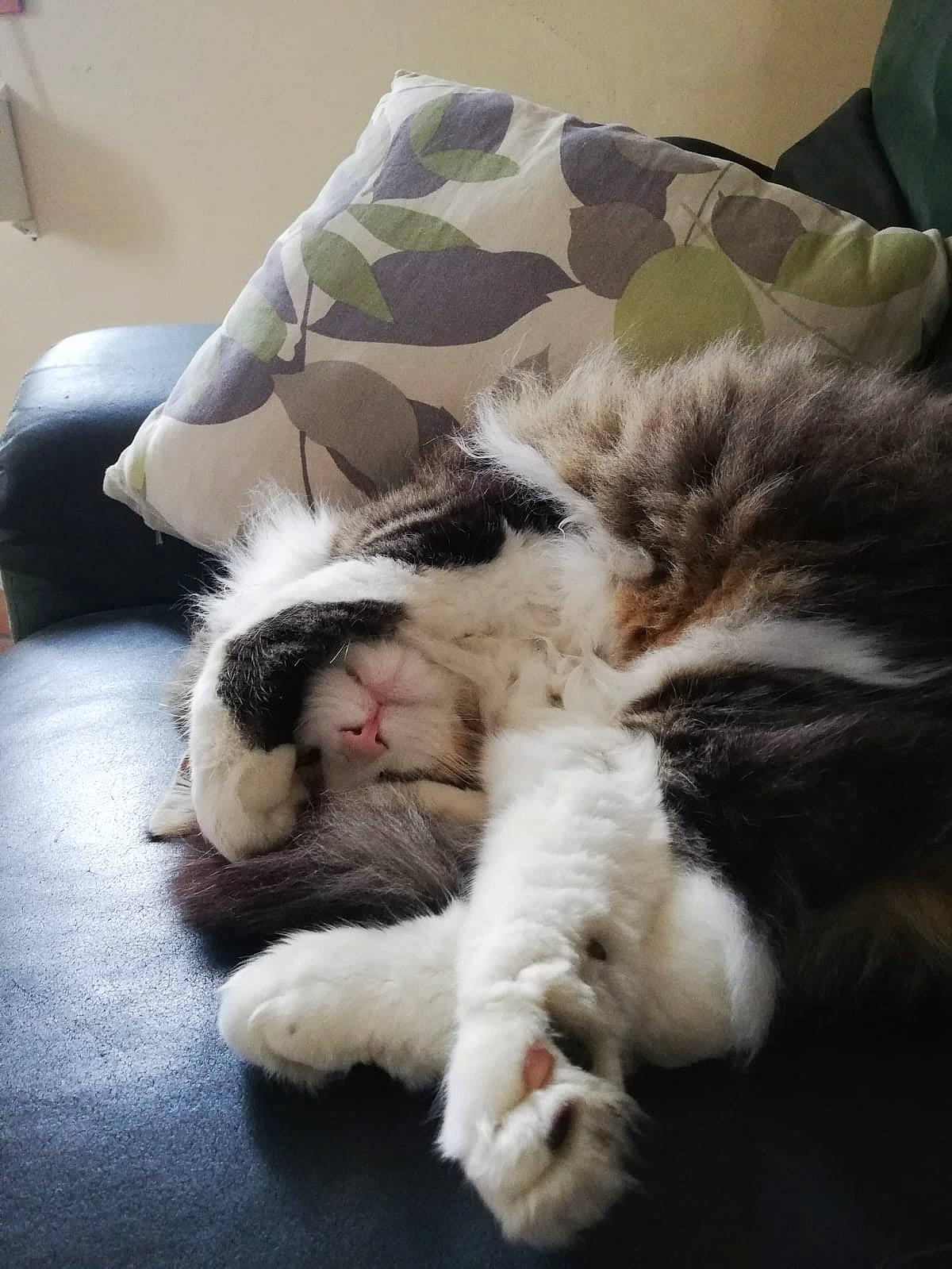 Bambounet a rejoint le concours — aidez-le/la à gagner de superbes lots ! canidae, carnivore, cat, claw, ear, felidae, fur, kitten, nap, nose, paw, sleep, small_to_medium_sized_cats, snout, whiskers