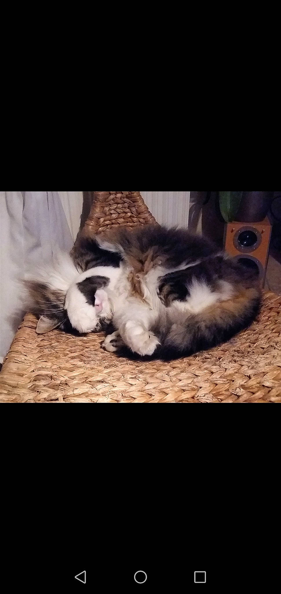 Bambounet participe au concours pour gagner de l'argent avec cette photo : carnivore, cat, cloud, ear, european_shorthair, felidae, fur, kitten, nap, nose, paw, photo_caption, polydactyl_cat, shoe, sky, sleep, small_to_medium_sized_cats, tabby_cat, tail, whiskers