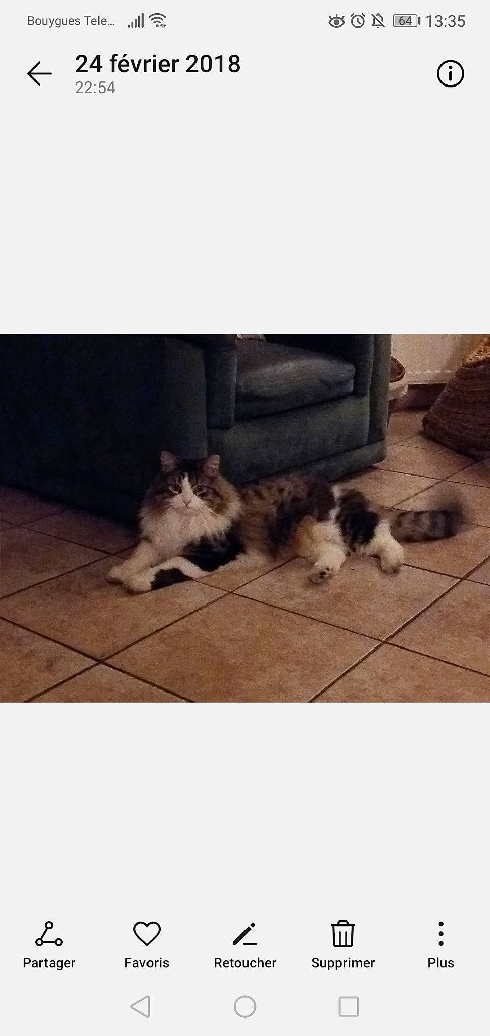 Bambounet participe au concours pour gagner de l'argent avec cette photo : canidae, carnivore, cat, companion_dog, dog, dog_breed, felidae, floor, kitten, lhasa_apso, mammal, non_sporting_group, puppy, shih_tzu, small_to_medium_sized_cats, square, tail, toy_dog