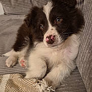 Atom participe au concours pour gagner de l'argent avec cette photo : puppy, dog, pet, couch, blanket, fur, nose, paw, indoor, cozy, striped, relaxing, cute, animal, young, face, brown, white, closeup, resting
